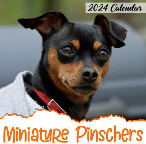 Libro: Miniature Pinschers Calendar 2024: 12-month Calendar,