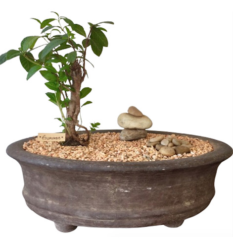 Arbol Bonsai Guayabo En Maceta Bonsayera Ovalada De Barro