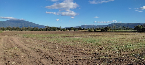 Imagen 6 de 8 de En Venta 10 Mz, Para Actividades Agrícolas O Agroindustria.