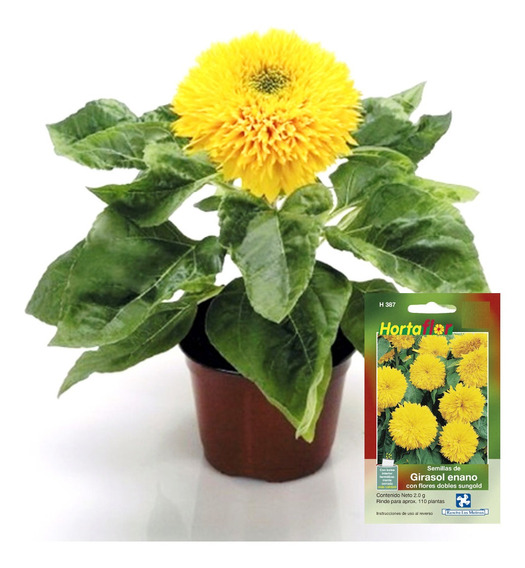 Semillas De Girasol Enano Con Flores Dobles Sungold | MercadoLibre