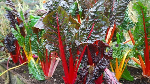 25 Semillas De Acelga Arcoiris Colores Nuevas Si Germinan