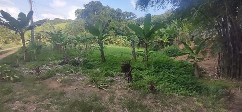 Imagem 13 de 26 de Juquiá/oportunidade/chácara Rica Em Água E Área De Plantio/ref:05354