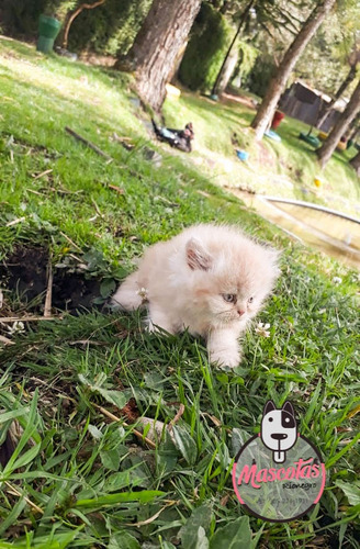 Espectaculares Gatos Persa Disponibles Mascotas Rionegro