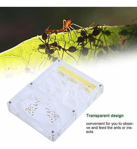 Heepdd Ant Farm, Acrilico Transparente Nido De Hormigas Sist