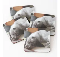 Comprar Set Posavasos Cachorro De Cocker Spaniel ¡lindo! Calidad Pre