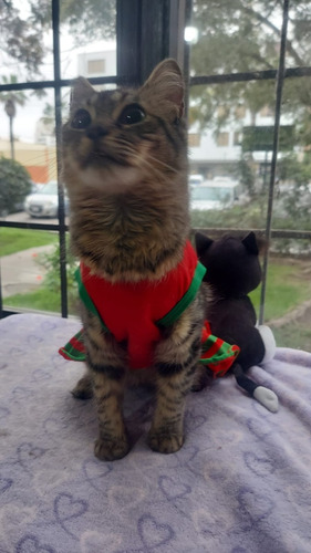 Adopcion Gatita Bella, Peluchona, Amorosa Y Super Juguetona