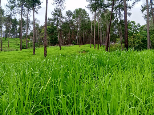 Finca Agrícola, En El Estado Miranda Fp