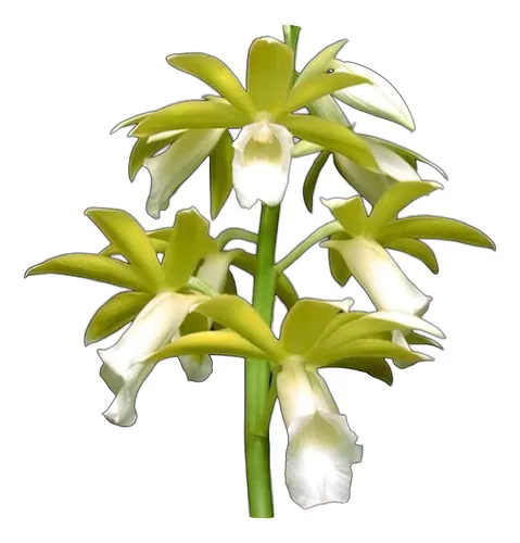 comprar Orquídea Muda Pequena Phaius Tankervilleae Alba Com Avarias