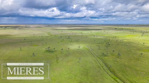 Campo En Rocha Ganadero Agrícola 125ha (ref: Atm-7988)