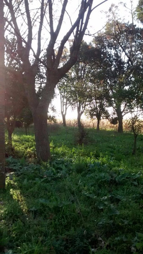 Imagen 5 de 9 de 44 Has Agricolas En Abbott