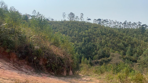 Imagem 11 de 14 de B1 Terreno Com Visão Ampla Para A Natureza Arvores Frutífera