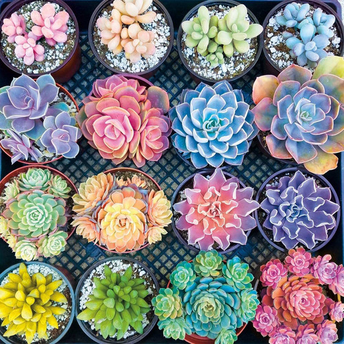 Buffalo Games - Sweet Succulents - Rompecabezas De 300 Pieza