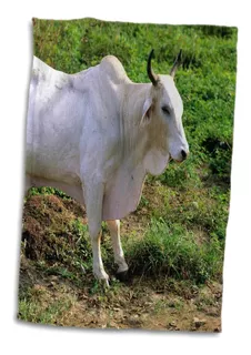 3d Rose Brahma Bull Cow-cattle-na02 Dfr0037-david R. Fr...