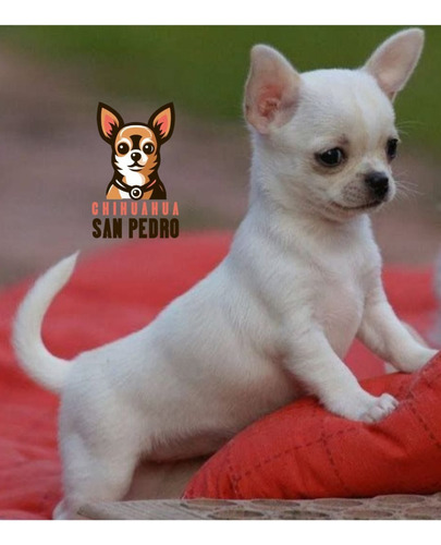 Chihuahua 21 Negro