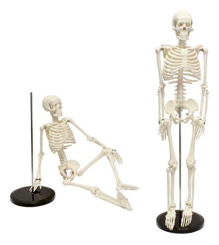 Modelo Anatómico - Esqueleto Humano Modelo De 85 Cm