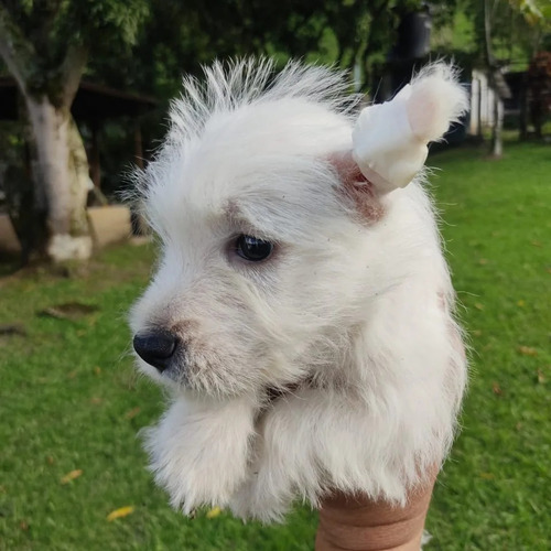 Cachorras West Higland Terrier