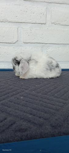 Conejitos Holland Lop, O Belier Enano (Usado)
