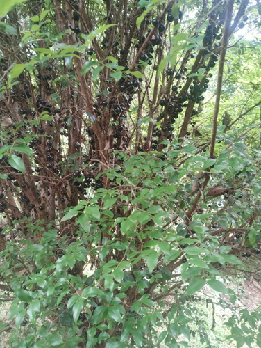Sitio Muita Água E Luz.