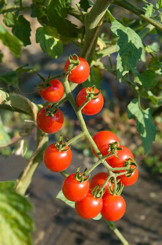 Semillas De Tomate Cherry Rojo 
