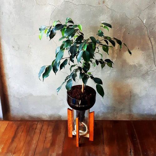 Imagen 3 de 10 de Matapalo Little Plant 27 Con Soporte The Little Yisus