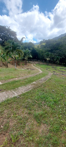 Granja Avicola Altagracia De La Montaña Guaicaipuro 