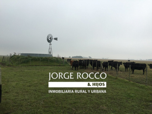 Imagen 21 de 21 de 390 Has. Campo Ganadero A Tranquera Cerrada