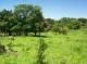 Imagem 1 de 5 de Sítio Rural À Venda, Carlos Gomes, Campinas. - Si0064