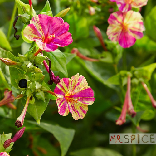 Flor Maravilha Boa Noite Mirabilis Jalapa Ideal Para Vasos