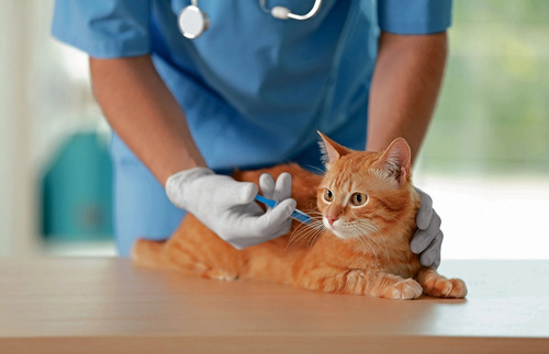 Imagen 4 de 8 de Castraciones Económicas Perros/as, Gatos/as Y Conejos