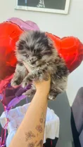 Comprar Pomerania Merle Exotica Hembra Unica Y Ojos Azules Vip