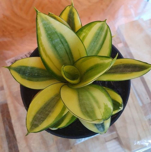 Sansevieria Golden Hahnii P11 - Espadinha Da Sorte