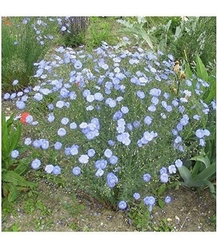 Earthcare Seeds Blue Flax 1500 Seeds (linum Perenne) Non