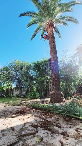 Poda De Arboles Tala Extracciones De Raiz Escalador Palmeras