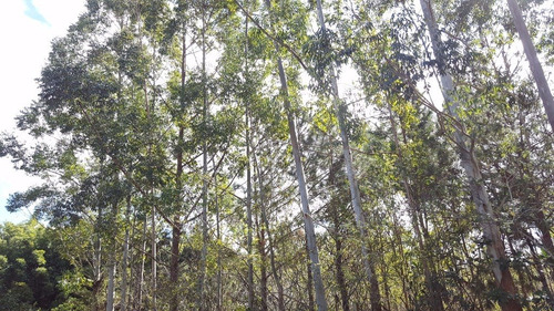 Imagem 13 de 15 de Terreno/sítio - 4365