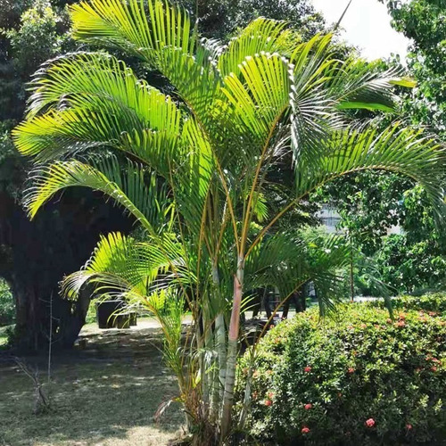 Palmeira Areca Bambu 3m Frete Grátis