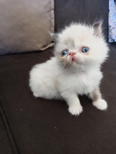 Gato Persa Himalaya Blue Point, Hembra Nacido 29/11