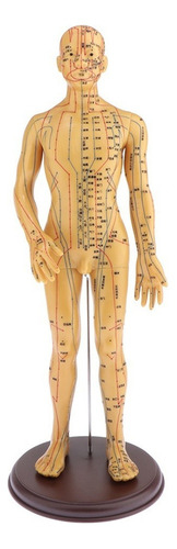 Modelo De Acupuntura Y Meridiano Del Cuerpo Humano