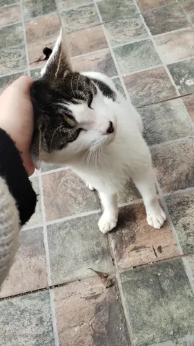 Gato En Adopción Urgente Aprox 4 Meses