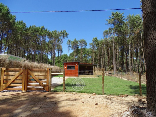 Mar Y Bosque En La Paloma