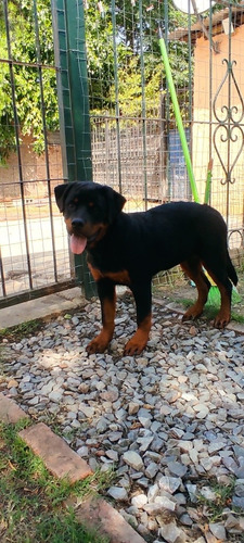 Imagen 4 de 9 de Cachorros Rottweiler Con Pedigree Kcu