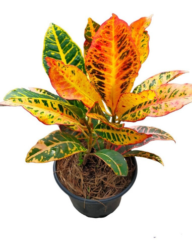 Croton Petra Codiaeum (6pzas)