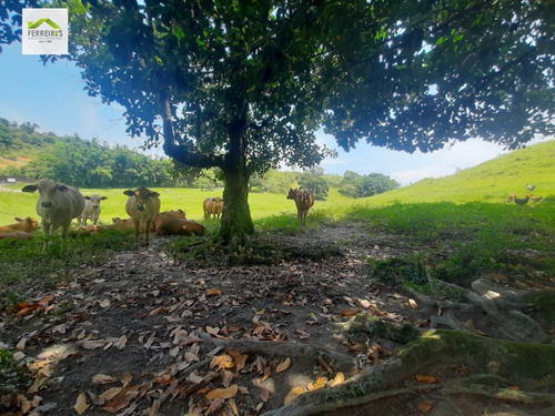 Imagem 18 de 30 de Sítio A Venda No Bairro Parque Capivari Em Duque De Caxias - 834-1