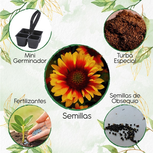 50 Semillas De Flor Rueda De Fuego + Mini Kit De Germinación