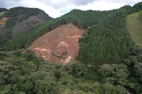 Excelente Finca Sembrada En Pino Para Inversión O Recreo 