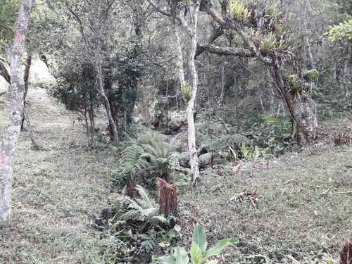 Imagem 11 de 19 de Terreno Para Venda Em Ferraz Garopaba-sc - Tv246
