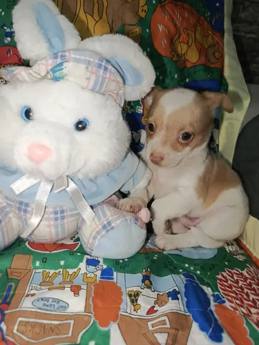 Hermosos Chihuahua Machos