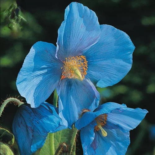 150 Semillas De Amapola Papaver Rhoeas, Color Azul