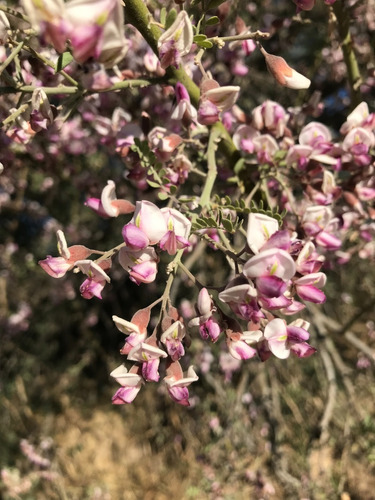 1 Planta De Palo Fierro Olneya Tesota Esculturas 