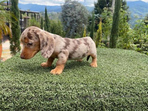 Imagen 3 de 9 de Cachorro Teckel O Salchicha Macho Arlequin Color Exotico
