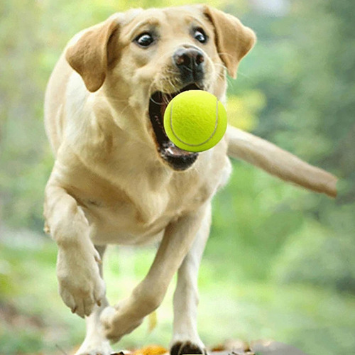 Z Pelota De Tenis Elástica, Juguetes Interactivos De Goma